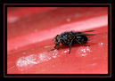 Mouche_01