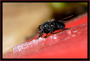 Mouche_03