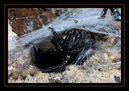 _DSC0001_DxO_raw
